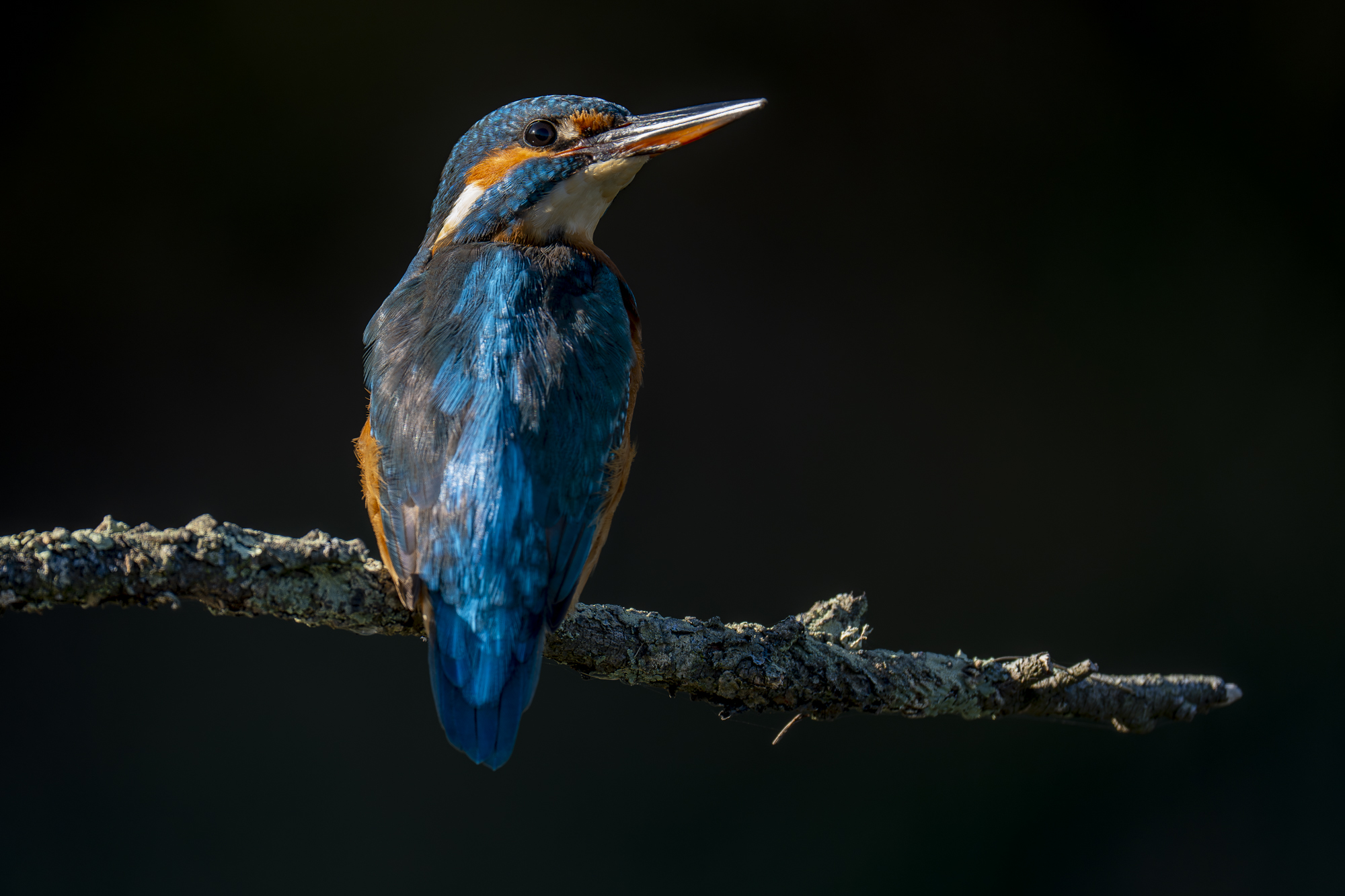 Alcedo atthis