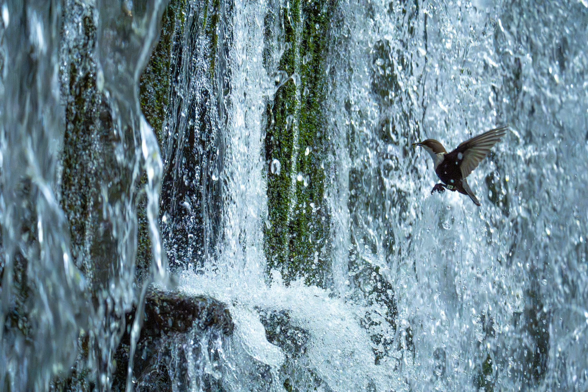 Cinclus cinclus (2)