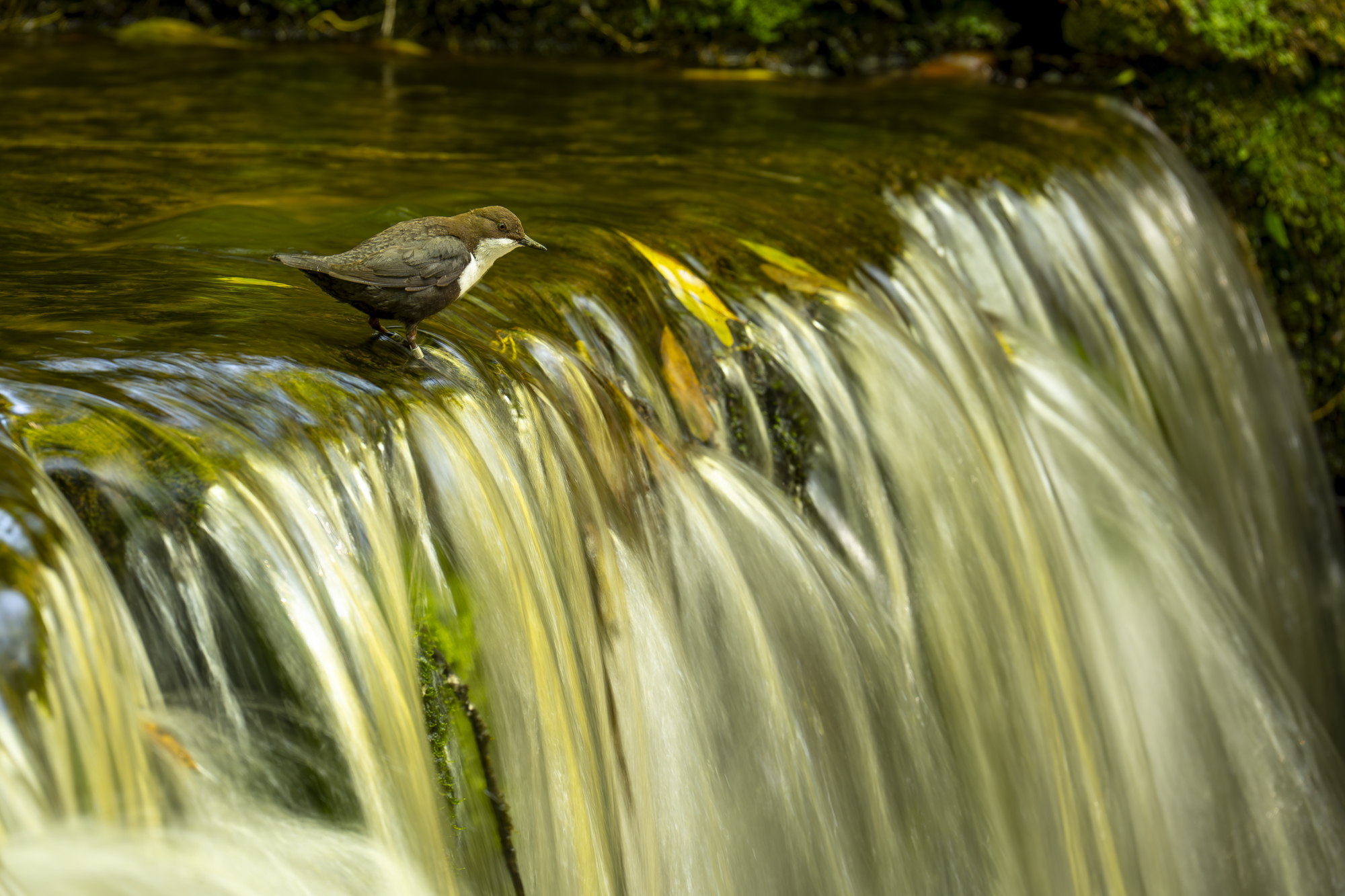 Cinclus cinclus